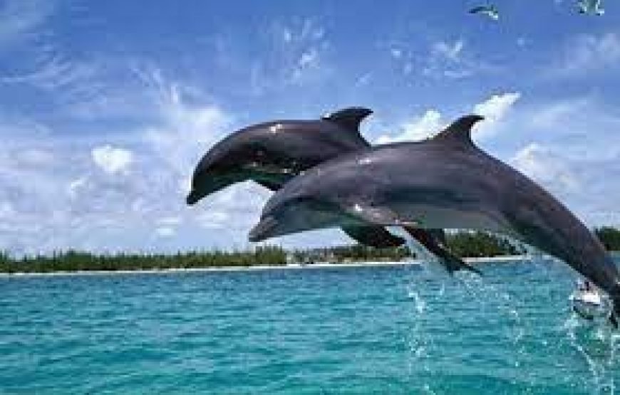 3 Nihgt GOA Tour Package