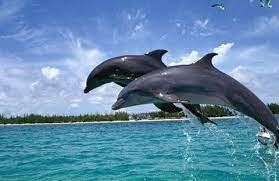 Dolphin Trip