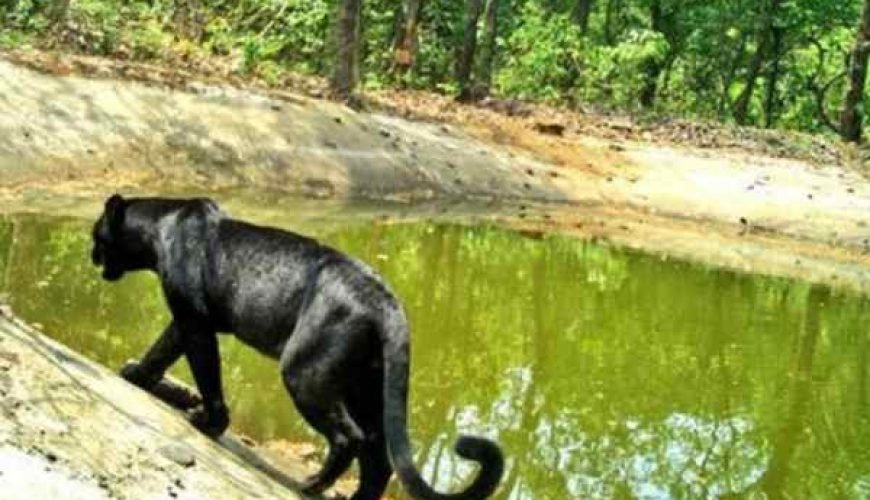 Netravali Wildlife Sanctuary