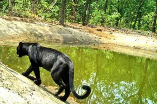 Netravali Wildlife Sanctuary