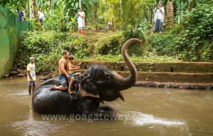 Spice Plantation Tours: Sahakari Spice Farm (Ponda)