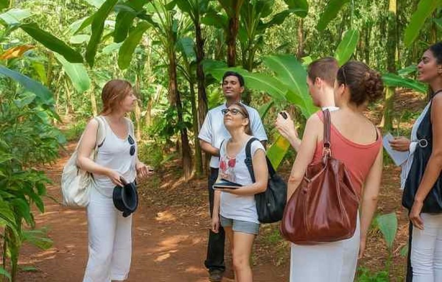 Spice Plantation Tours: Sahakari Spice Farm (Ponda)