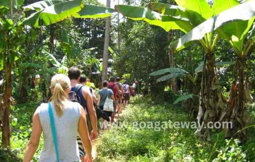 Spice Plantation Tours: Sahakari Spice Farm (Ponda)
